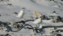 White-fronted Plover