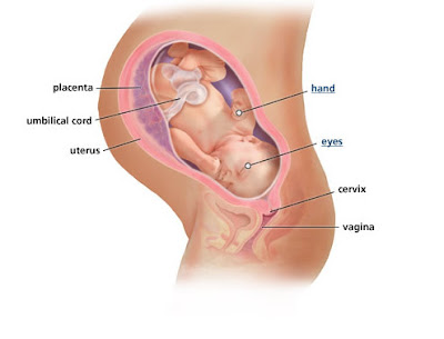 38th Week Of Pregnancy.