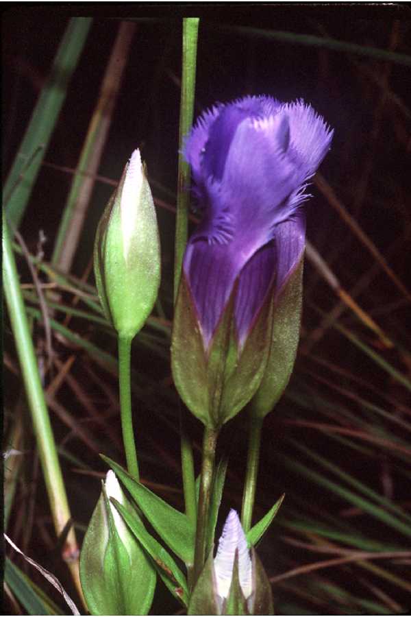 [fringed-gentian.jpg]