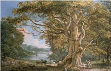 [ancient-beech-tree.jpg]