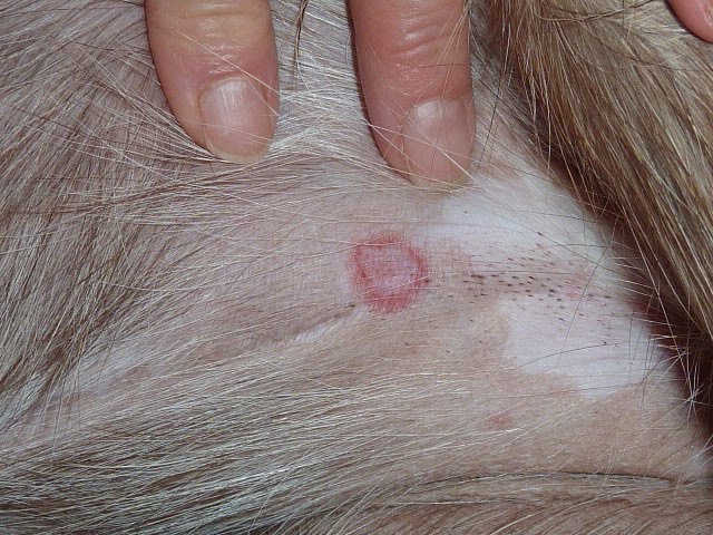 Peas And Beans Ringworm V S Insect Bite