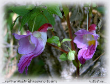 Flor papagaio -Tailândia