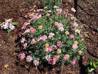 Under Her Starry Mantle: Spring Has Sprung! And so has our Mary Garden