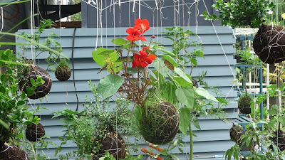 salongruen: Hängende Gärten