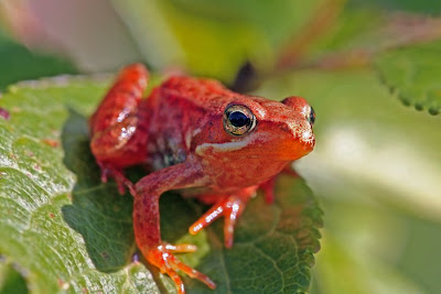 Anfíbios - Rã-ibérica (Rana iberica) Anfíbios - Rã-ibérica (Rana iberica)
