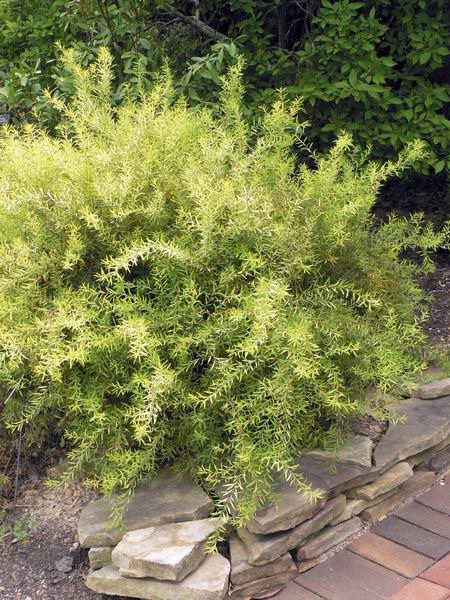 Goldmound Spirea An Impressive Garden Shrub For Colour Effect