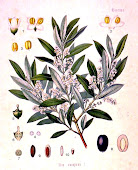 Olivo (olea europaea)