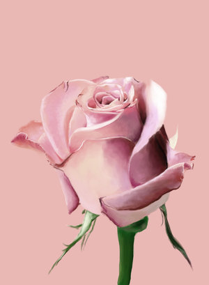 [Pink_Rose.jpg]
