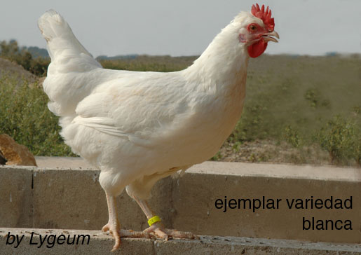 GALLINA BLANCA S A gallina blanca s a: