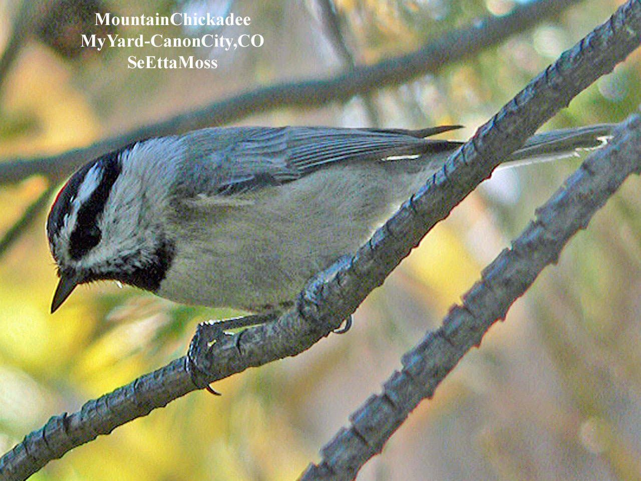 [MtnChickadee-a1-Home-CC,COP.jpg]