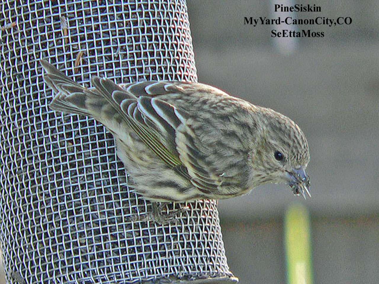 [PineSiskin-a2-Home-CC,COP11.jpg]