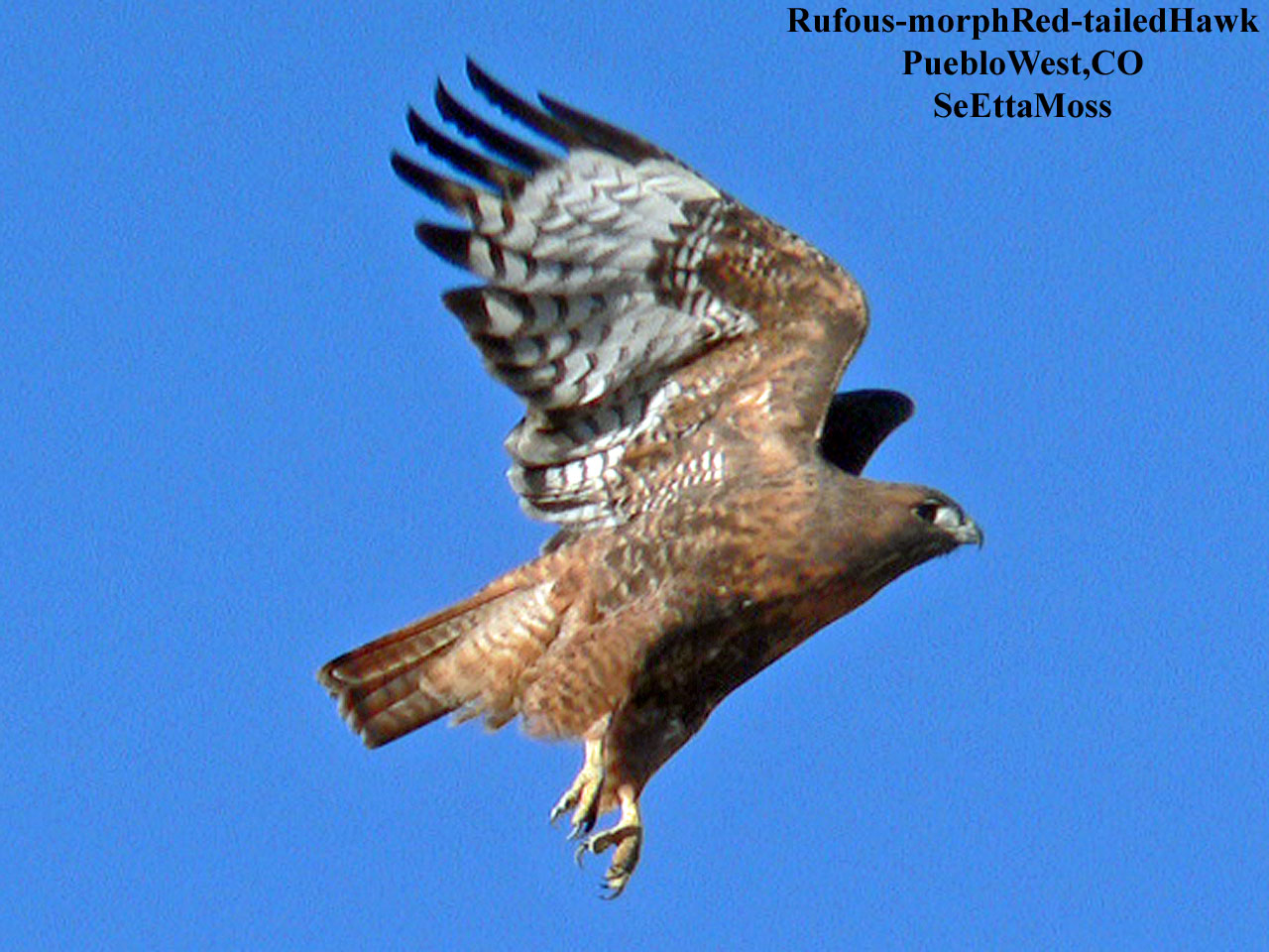 [Rufous-morphRTHawk-a2-PuebloW,CO.jpg]