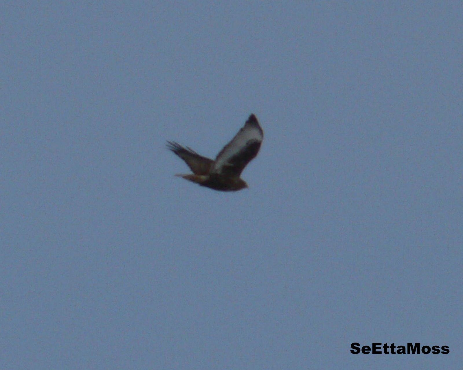 [Red-tailedHawk-DarkMorph-CanonCity.jpg]