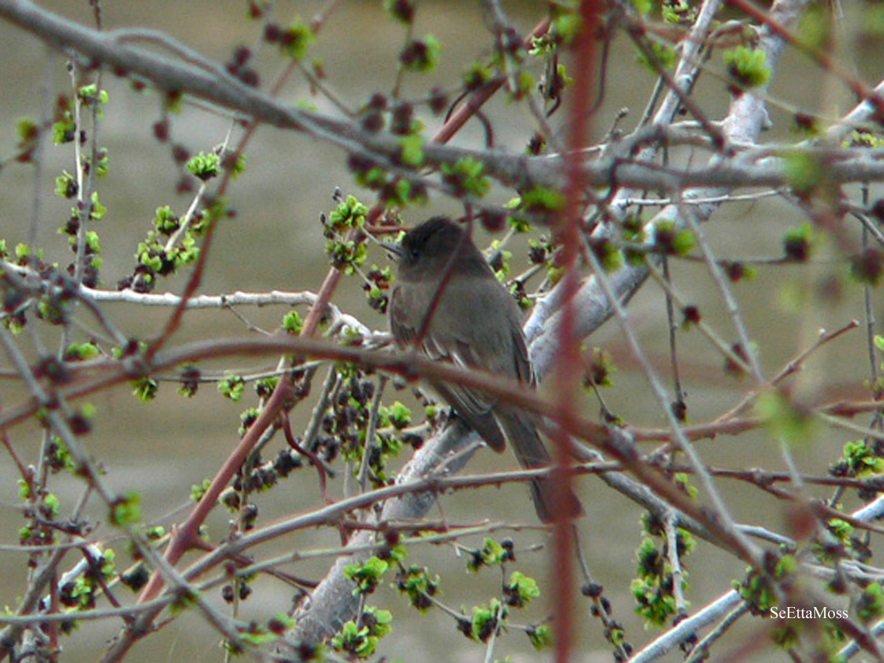 [BlackPhoebe-WebEd-Joey's-CO.jpg]