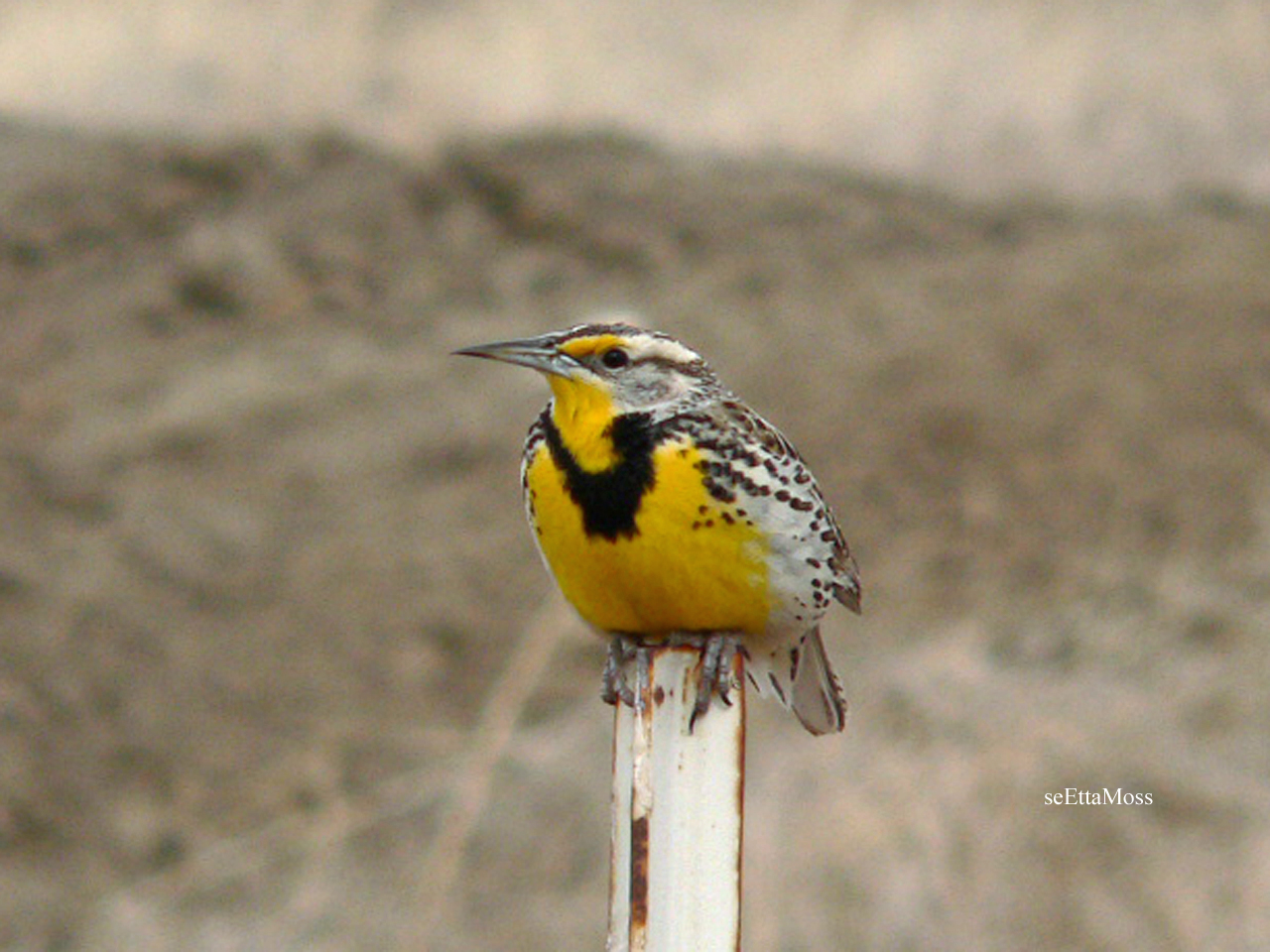 [WMeadowlark-a3-WebEd-Fremon.jpg]