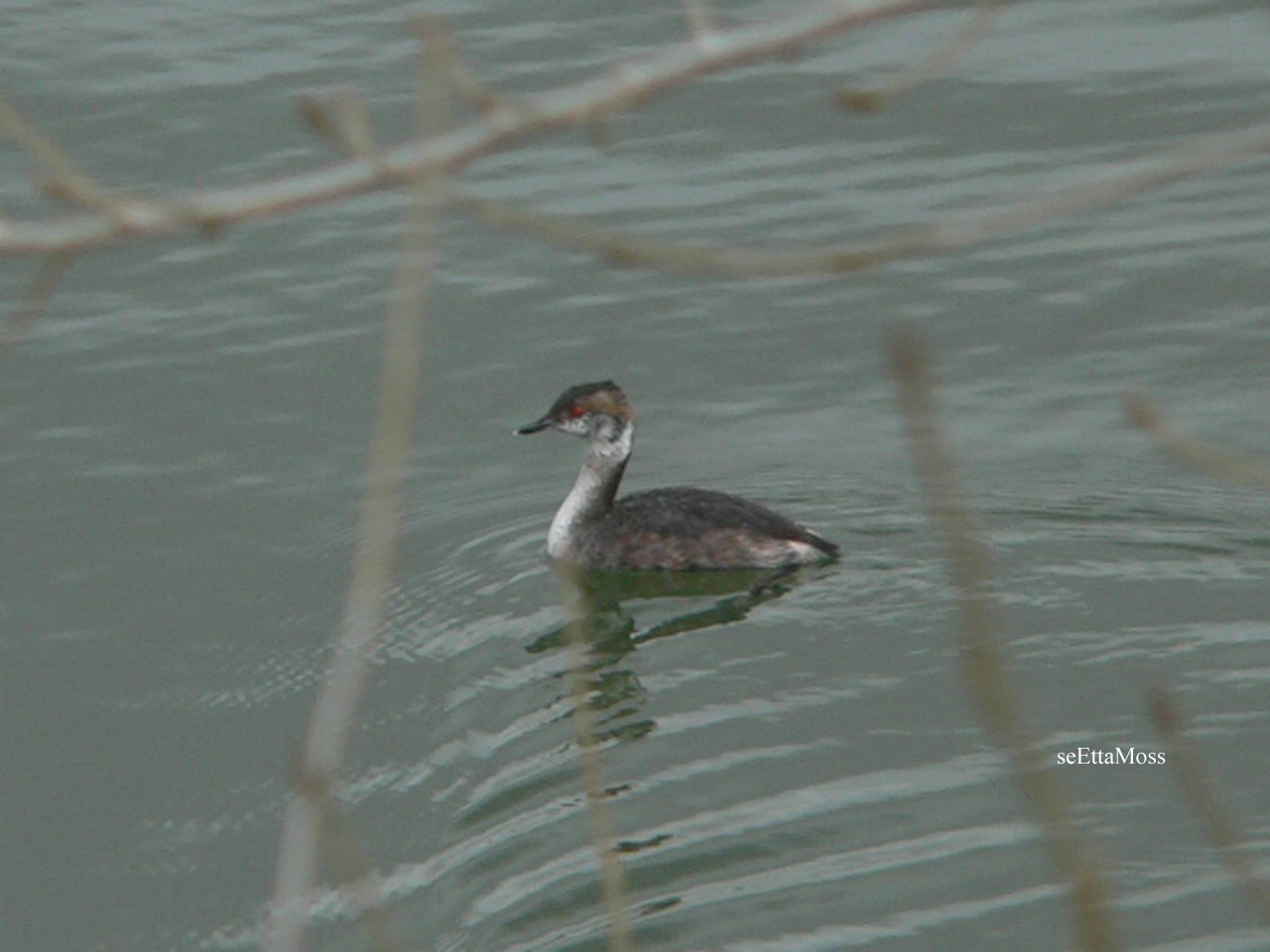 [EaredGrebe-a2-WebEd-BrushHollowRes-CO.jpg]