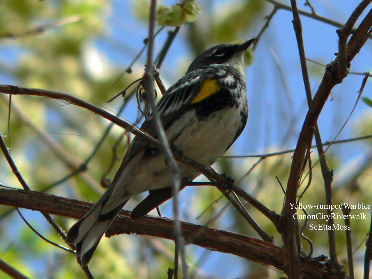 [Yellow-rumpedWarbler-a1-CCR.jpg]