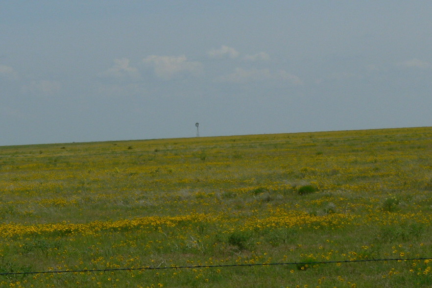 [PrairieFlowers-a1-ComancheNG,CO.JPG]