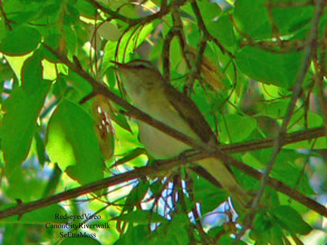 [Red-eyedVireo-a3-CCRiverwal.jpg]