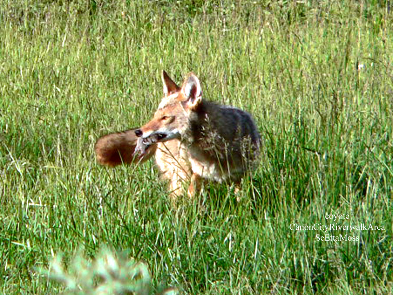 [Coyote-a3-CCRiverwalkP11305.jpg]