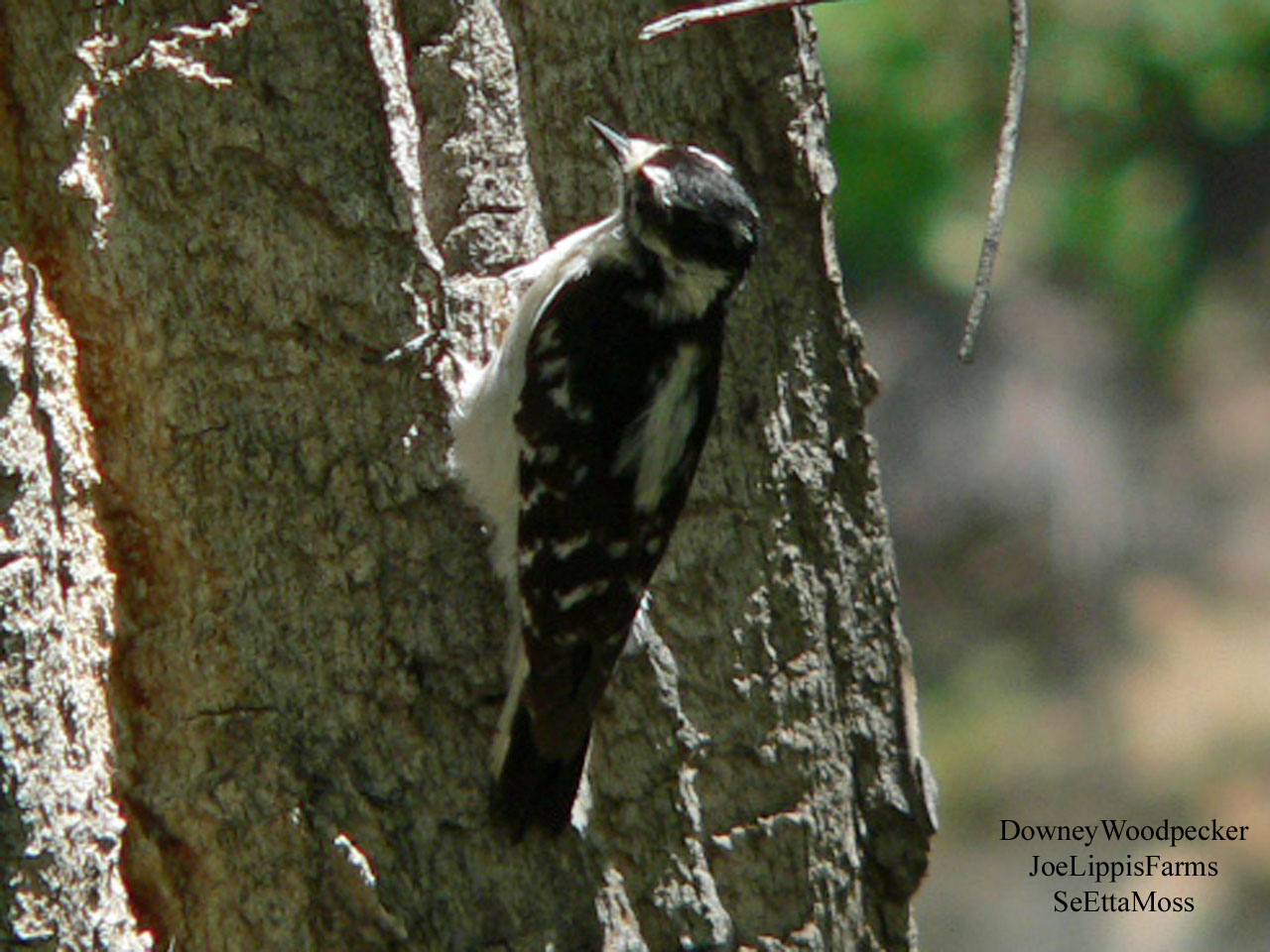[DownyWoodpecker-LippisFarms.jpg]