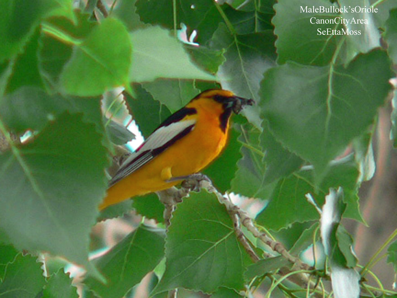 [Bullock'sOriole-m-a1-Joey's.jpg]