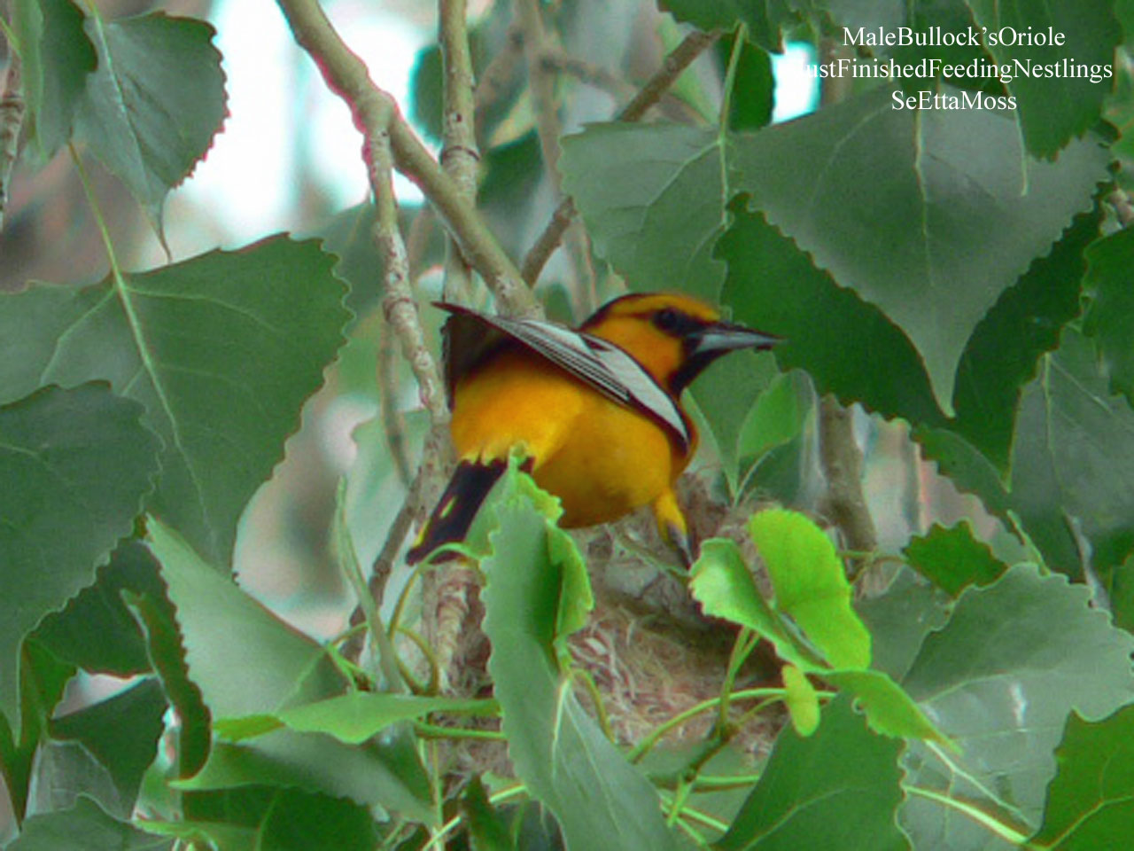 [Bullock'sOriole-m-Joey's-Ca.jpg]