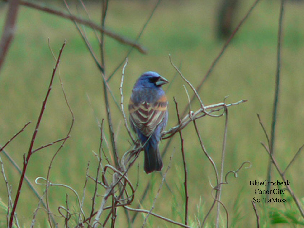 [BlueGrosbeak-m-a3-CanonCity.jpg]