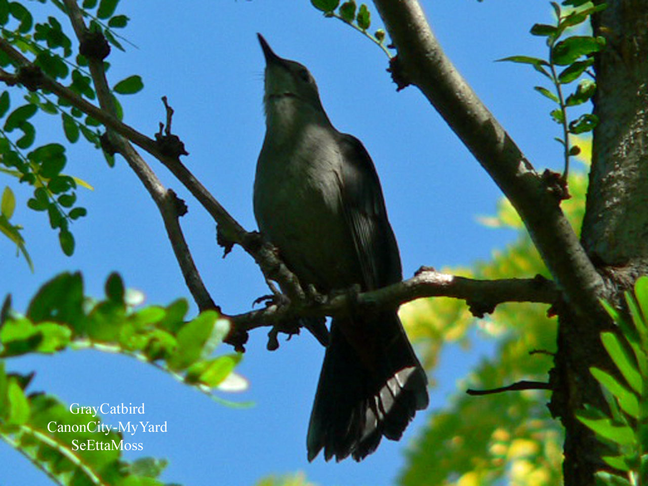 [GrayCatbird-a2-MyYard-Canon.jpg]