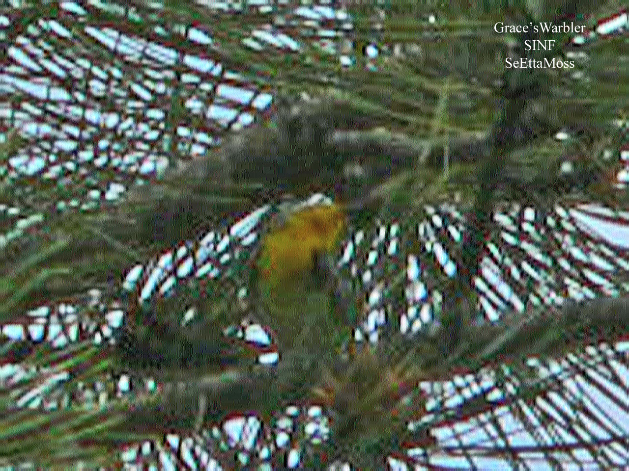 [Grace'sWarbler-a2-m-SINF,CO.jpg]
