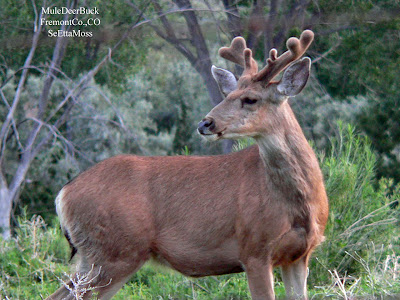 Mule Deer Buck Fremont Co