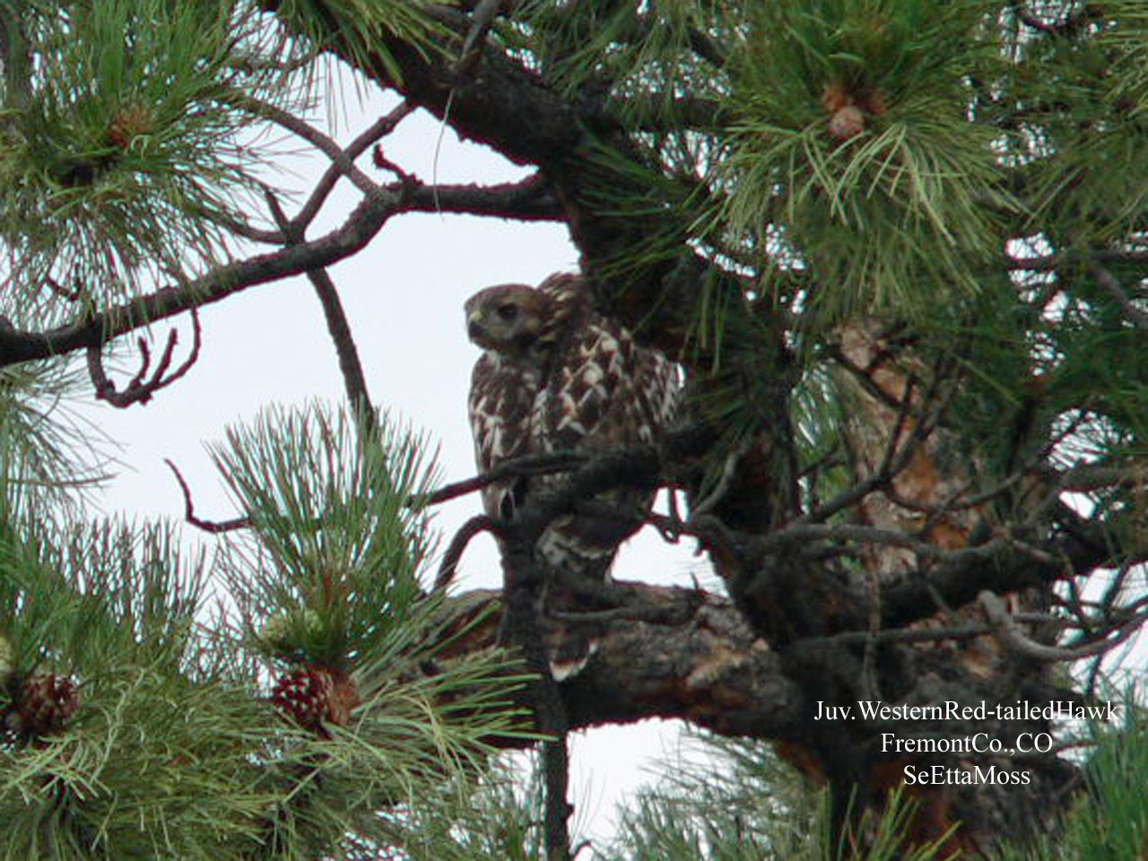 [JuvWesternRed-tailedHawk-a1.jpg]