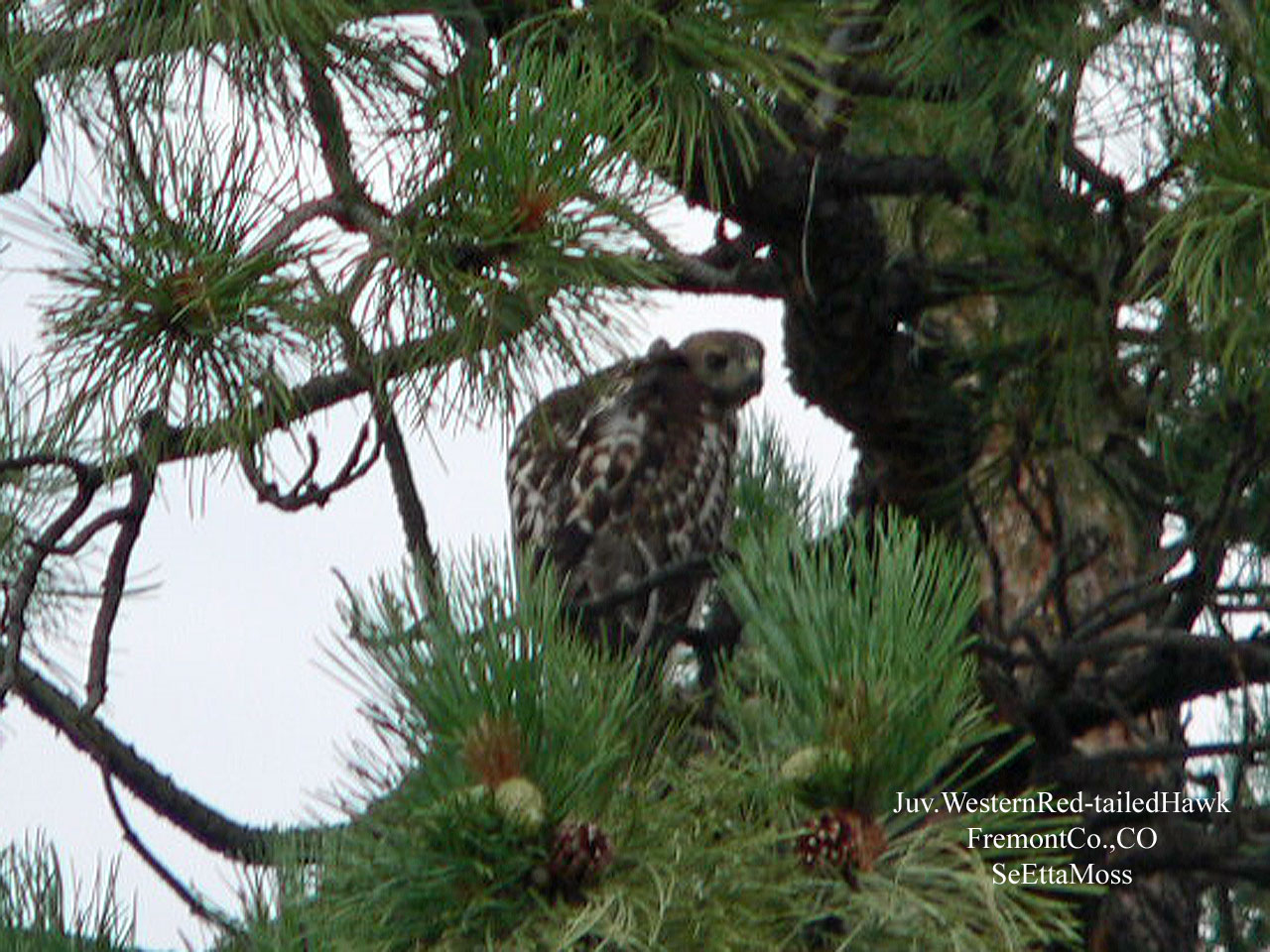 [JuvWesternRed-tailedHawk-Fr.jpg]