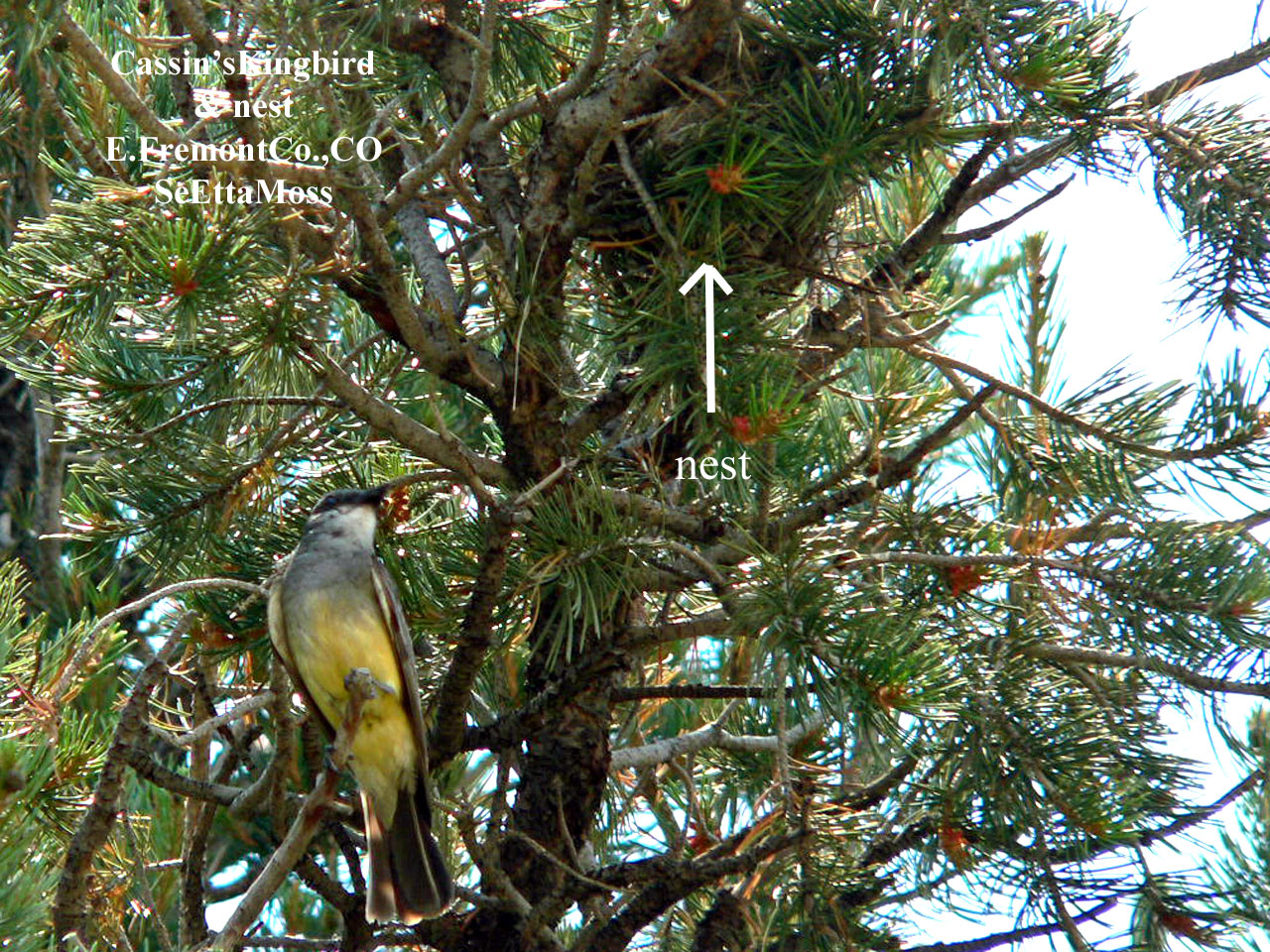 [Cassin'sKingbird&Nest-EFrem.jpg]