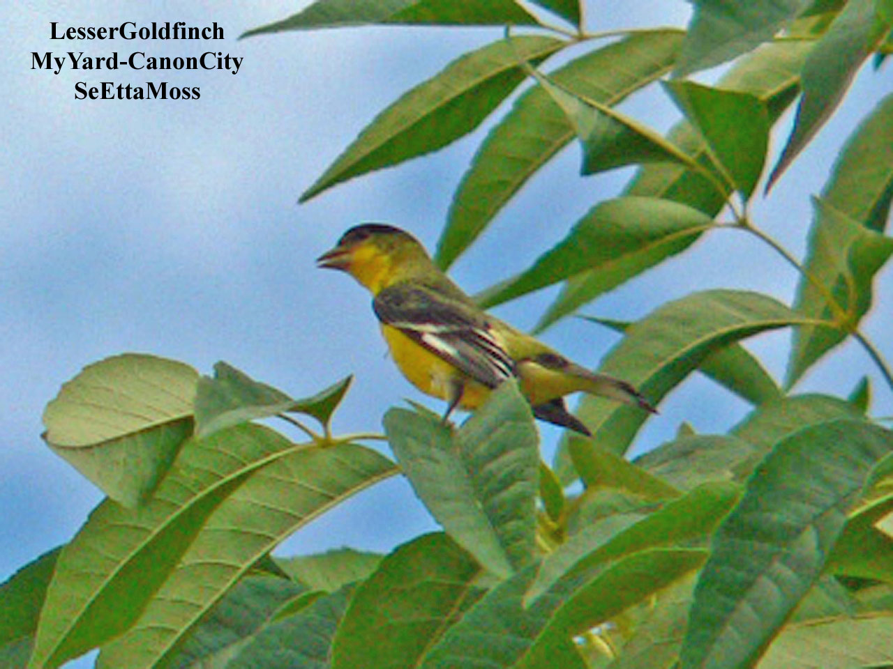 [LesserGoldfinch-m-a1-MyYard-Ca.jpg]