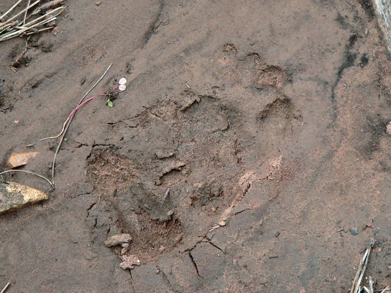 [BlackBearTrack-a3-MasonGulc.jpg]