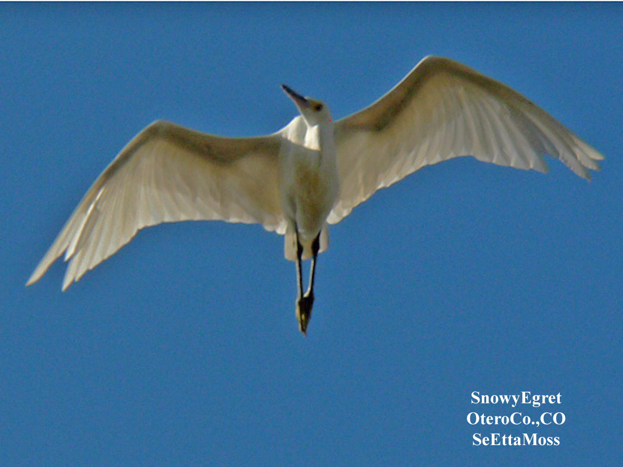 [SnowyEgret-a3-OteroCo,COP11.jpg]