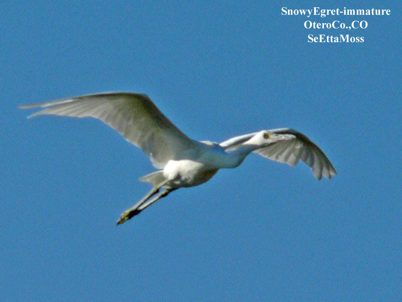 [SnowyEgret-Imm-a1-OteroCo,C.jpg]