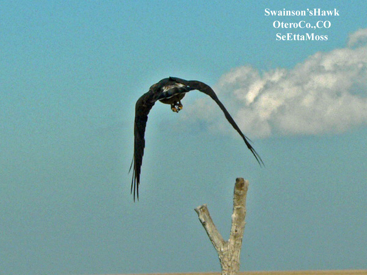 [Swainson'sHawk-a3-OteroCo,C.jpg]