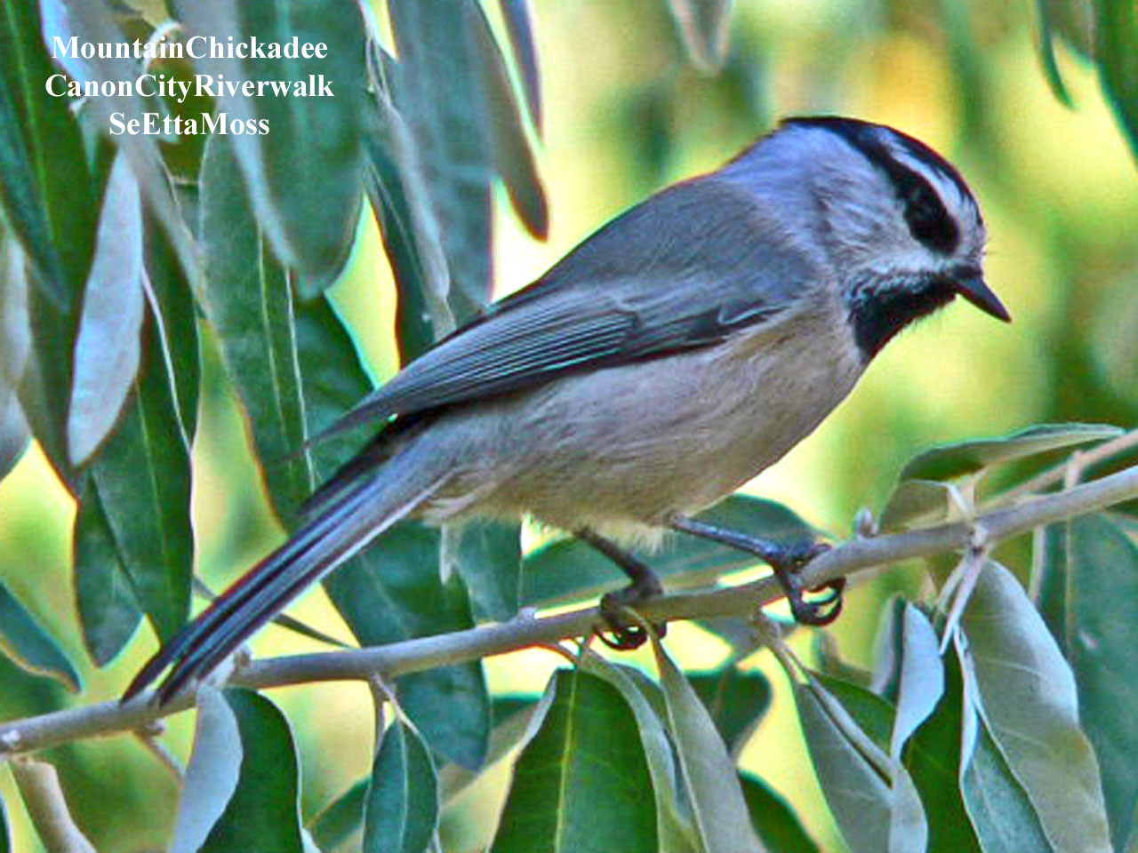 [MountainChickadee-a2-CCRive.jpg]