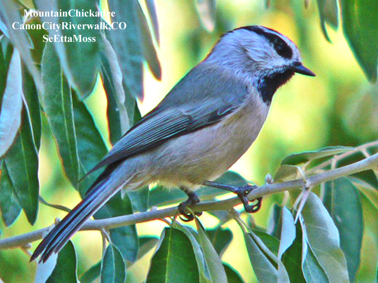 [MountainChickadee-a1-CCRive.jpg]