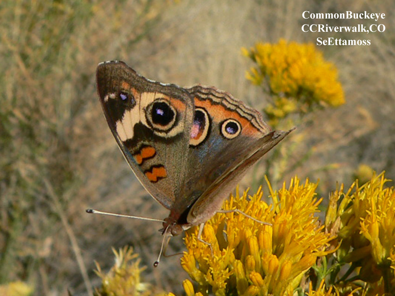 [CommonBuckeye-a1-CCRiverwalk.jpg]