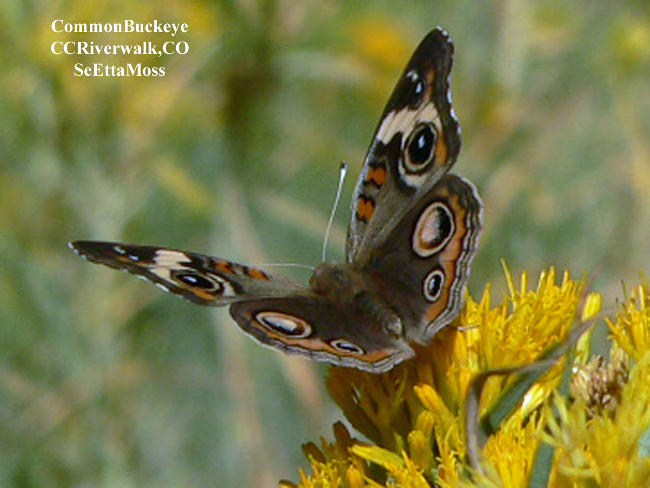 [CommonBuckeye-a2-CCRiverwal.jpg]
