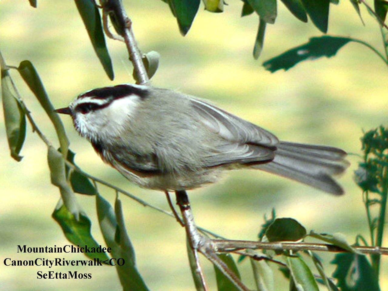[MountainChickadee-b1-CCRive.jpg]