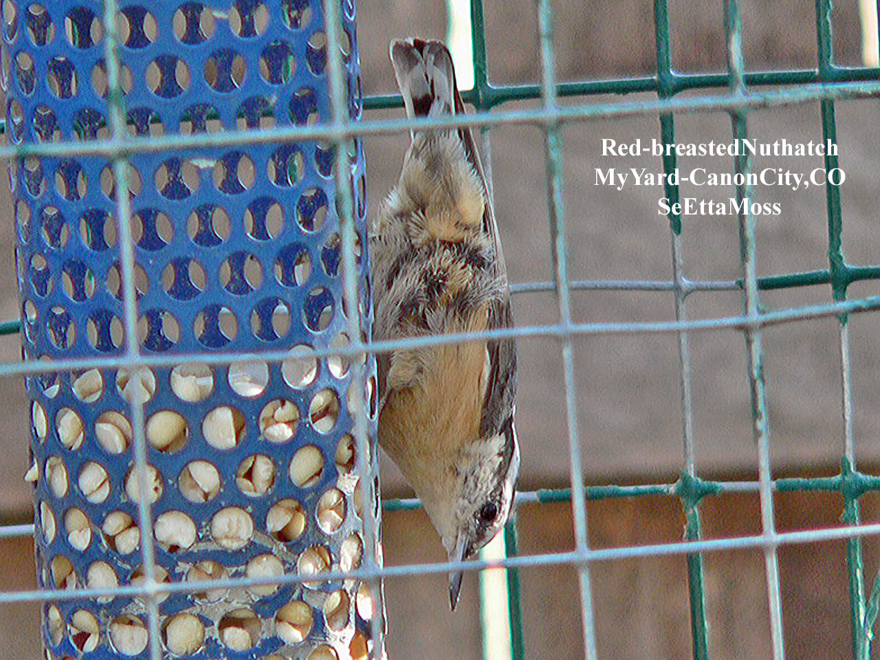 [Red-breastedNuthatch-a3-Hom.jpg]