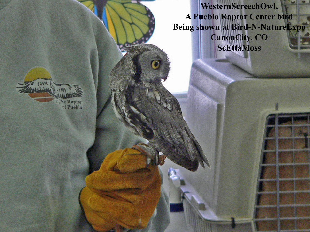 [WScreechOwl-Bird-N-NatureEx.jpg]