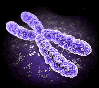 http://3.bp.blogspot.com/_RusMFt2WauM/R5jKATJHqOI/AAAAAAAAACU/0L44atUj-zc/s1600/chromosome.gif