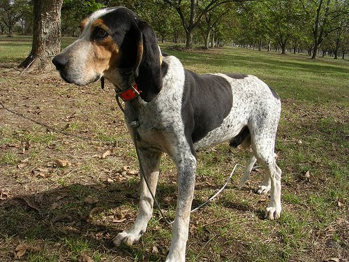 Blue Hound Tick