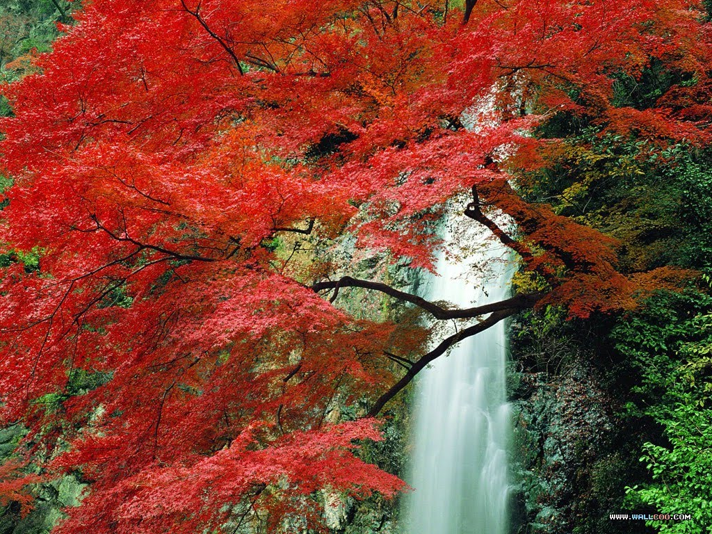 [autumn-nature-wallpaper-25.jpg]