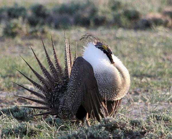 [sage-grouse.jpg]